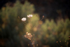 _8a_0315.JPG