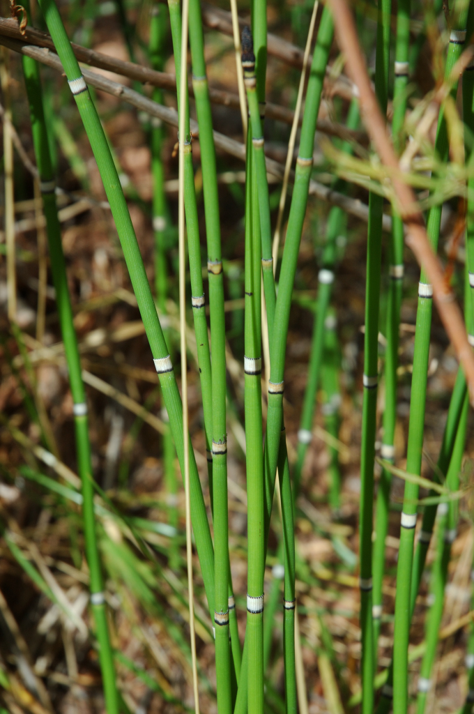 DSC_0308.JPG