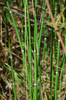 DSC_0308.JPG