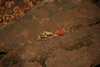 DSC_0466.JPG