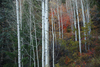 DSC_0486.JPG