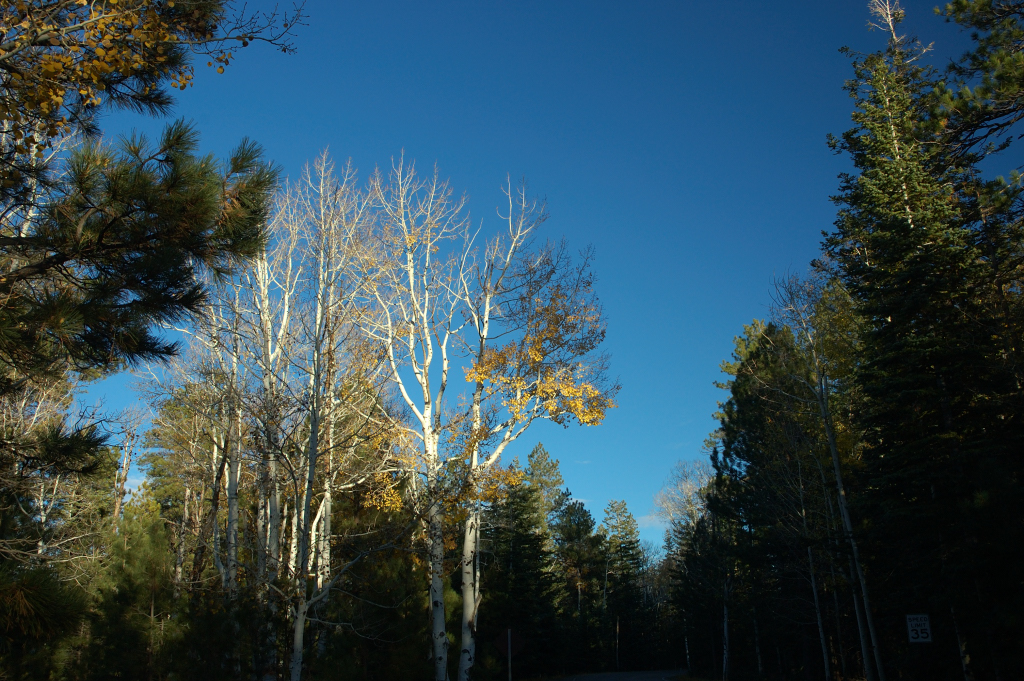 DSC_0498.JPG
