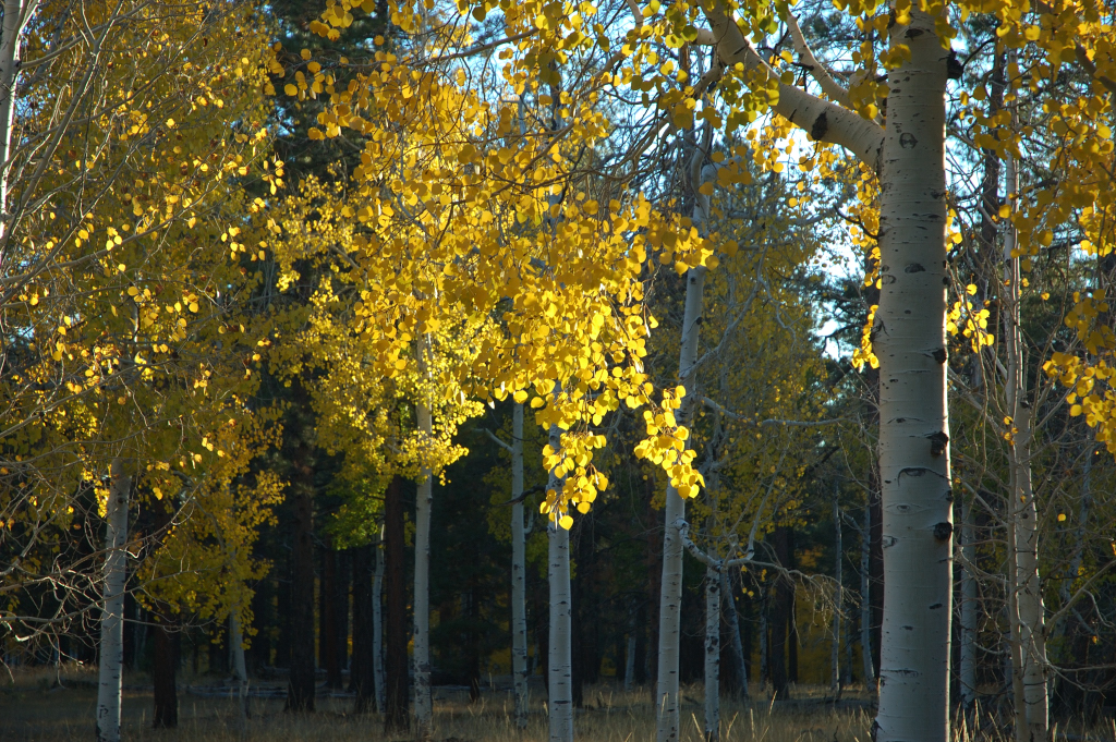 DSC_0506.JPG