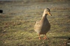 2009-12-28_15-11-53_DSC_0051.jpg