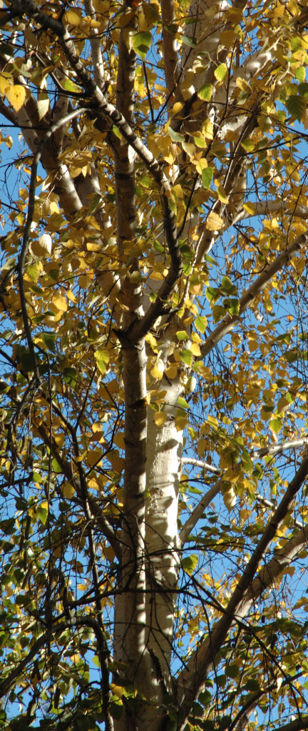 DSC_00010032.JPG