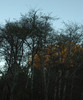 DSC_00600041.JPG