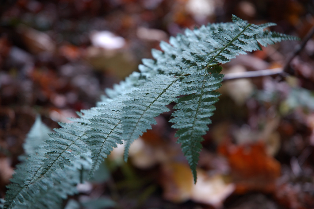 DSC_00170023.JPG
