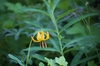 2009-07-13_18-47-43_DSC_0039.jpg