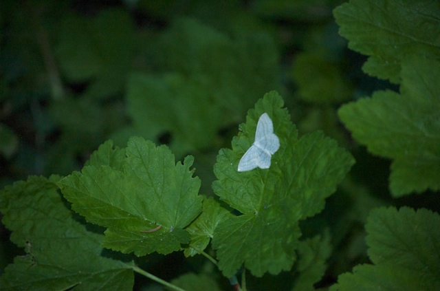 2009-07-14_08-03-16_DSC_0060.jpg