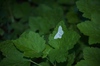 2009-07-14_08-03-16_DSC_0060.jpg