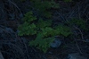 2009-07-14_08-22-18_DSC_0065.jpg