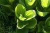 2009-07-14_11-00-03_DSC_0083.jpg