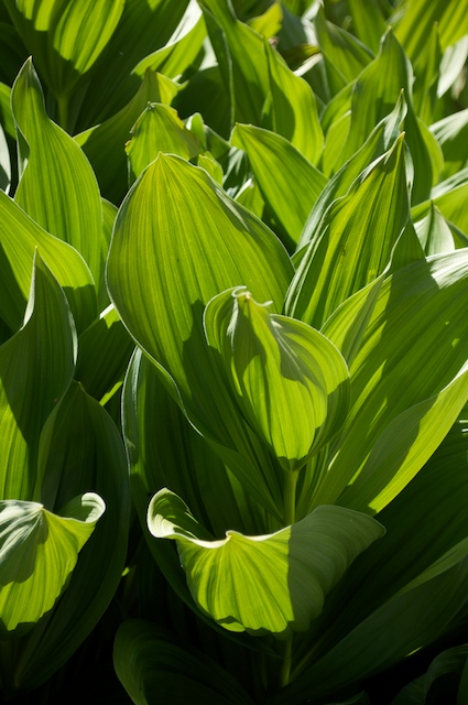 2009-07-14_11-00-10_DSC_0084.jpg