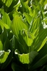 2009-07-14_11-00-10_DSC_0084.jpg