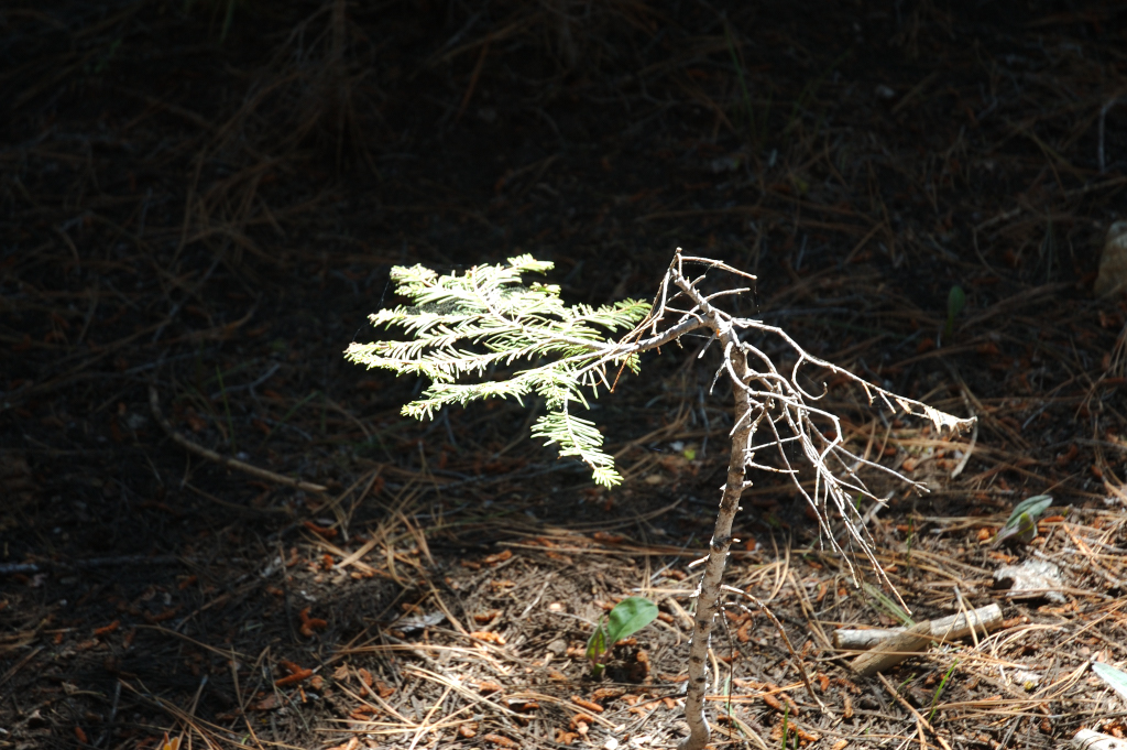 DSC_0225.JPG