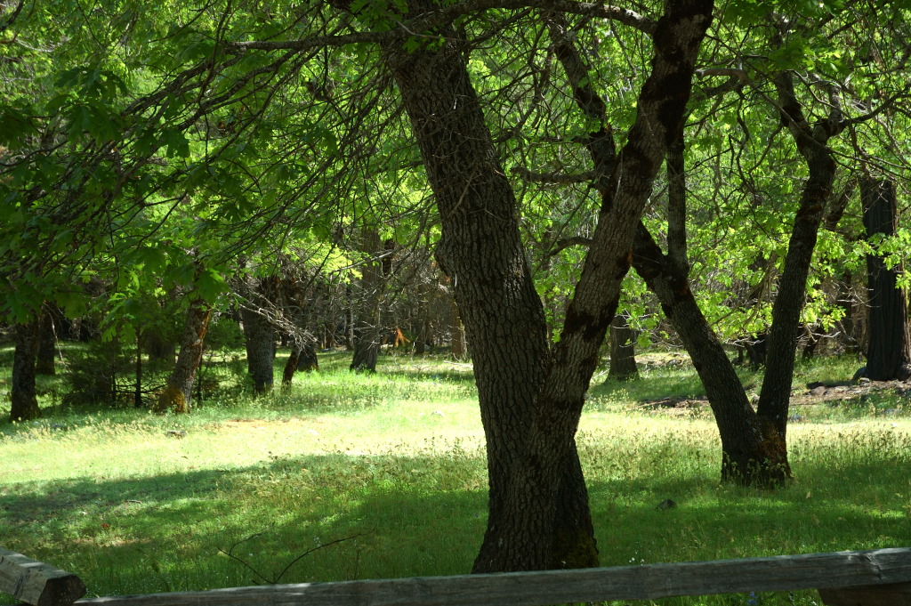 DSC_0252.JPG